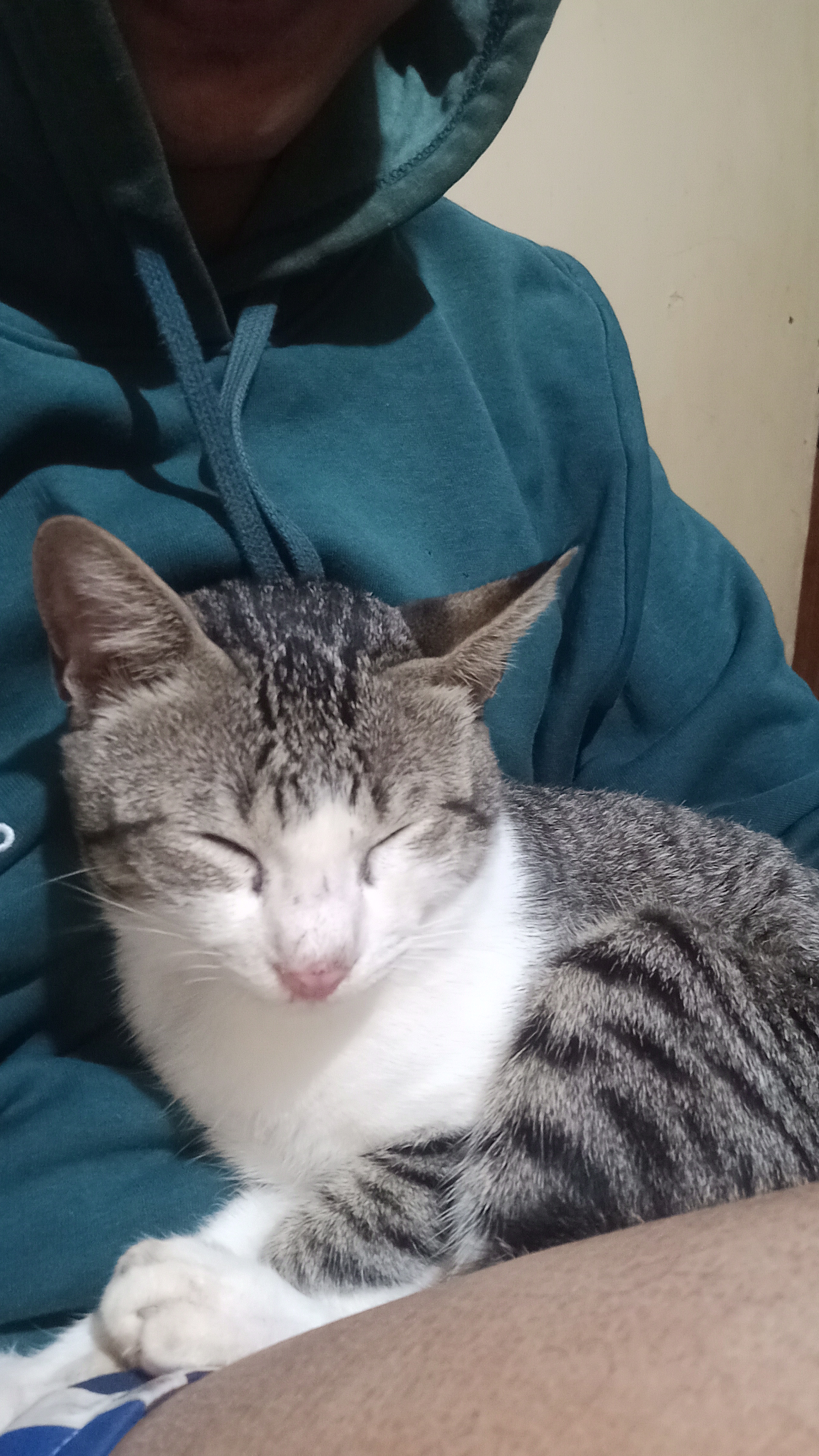 Cat Companion